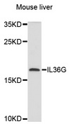 IL1F9 Antibody - Western blot analysis of extracts of mouse liver, using IL36G antibody at 1:1000 dilution. The secondary antibody used was an HRP Goat Anti-Rabbit IgG (H+L) at 1:10000 dilution. Lysates were loaded 25ug per lane and 3% nonfat dry milk in TBST was used for blocking. An ECL Kit was used for detection and the exposure time was 60s.