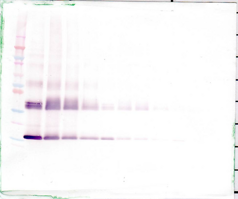 IL1F9 Antibody - Anti-Human IL-36? (IL-1F9) Western Blot Unreduced