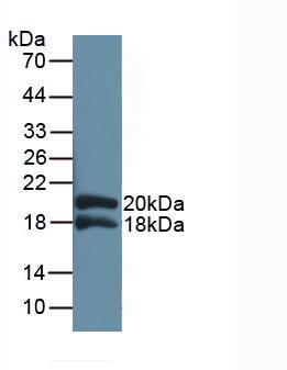IL1RAP Antibody - Western Blot; Sample: Recombinant IL1RAP, Human.