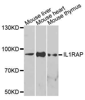 IL1RAP Antibody - Western blot analysis of extracts of various cells.