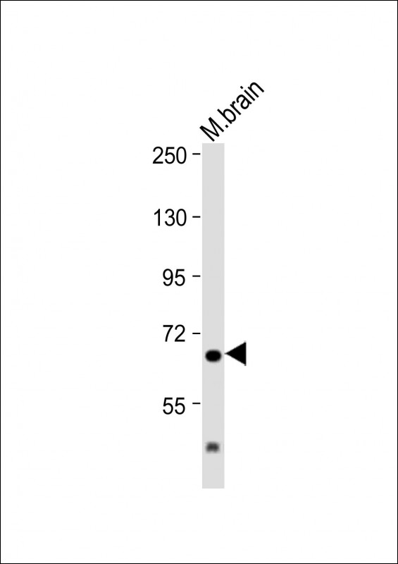 IL1RAP Antibody - Anti-IL1RAP Antibody (C-Term) at 1:2000 dilution + Mouse brain lysate Lysates/proteins at 20 µg per lane. Secondary Goat Anti-Rabbit IgG, (H+L), Peroxidase conjugated at 1/10000 dilution. Predicted band size: 65 kDa Blocking/Dilution buffer: 5% NFDM/TBST.