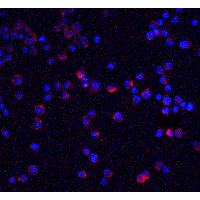 IL1RAP Antibody - Immunofluorescence of IL-1RAcP in HeLa cells with IL-1RAcP antibody at 5 µg/mL.Red: IL-1RAcP Antibody  Blue: DAPI staining