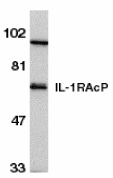 IL1RAP Antibody - Western blot of IL-1RAcP in HeLa whole cell lysate with IL-1RAcP antibody at 1 ug/ml.