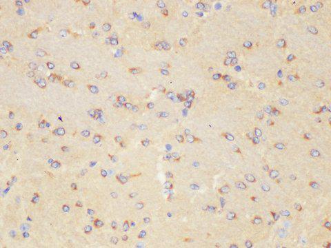 IL1RAP Antibody - Immunohistochemistry of paraffin-embedded Mouse brain using IL1RAP Polycloanl Antibody at dilution of 1:200