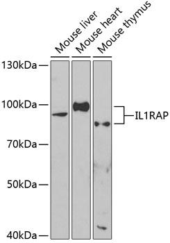 IL1RAP Antibody - Western blot analysis of extracts of various cell lines using IL1RAP Polyclonal Antibody at dilution of 1:1000.