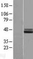 IL1RAP Protein - Western validation with an anti-DDK antibody * L: Control HEK293 lysate R: Over-expression lysate