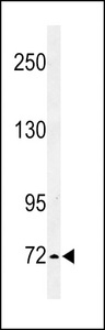 IL1RAPL2 Antibody - Western blot of IL1RAPL2 Antibody in K562 cell line lysates (35 ug/lane). IL1RAPL2 (arrow) was detected using the purified antibody.