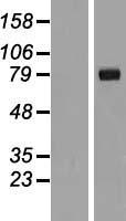 IL1RAPL2 Protein - Western validation with an anti-DDK antibody * L: Control HEK293 lysate R: Over-expression lysate
