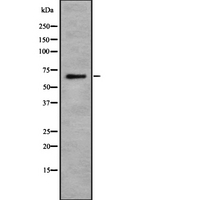 IL1RL2 Antibody - Western blot analysis ILRL2 using HuvEc whole cells lysates