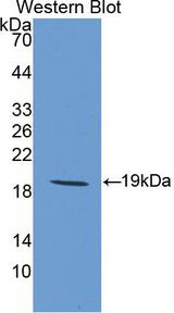 IL1RN Antibody