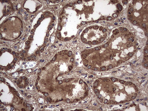 IL1RN Antibody - IHC of paraffin-embedded Human Kidney tissue using anti-IL1RN mouse monoclonal antibody. (Heat-induced epitope retrieval by 1 mM EDTA in 10mM Tris, pH8.5, 120°C for 3min).