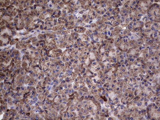 IL1RN Antibody - IHC of paraffin-embedded Human pancreas tissue using anti-IL1RN mouse monoclonal antibody. (Heat-induced epitope retrieval by 1 mM EDTA in 10mM Tris, pH8.5, 120°C for 3min).