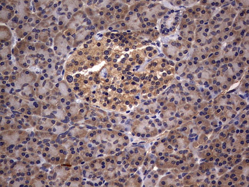 IL1RN Antibody - IHC of paraffin-embedded Human pancreas tissue using anti-IL1RN mouse monoclonal antibody. (Heat-induced epitope retrieval by 10mM citric buffer, pH6.0, 120°C for 3min).