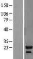 IL1RN Protein - Western validation with an anti-DDK antibody * L: Control HEK293 lysate R: Over-expression lysate