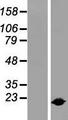 IL1RN Protein - Western validation with an anti-DDK antibody * L: Control HEK293 lysate R: Over-expression lysate