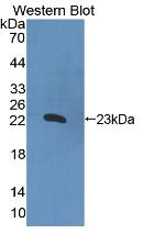 IL2 Antibody - Western Blot;Sample: Recombinant IL2, Gallus.