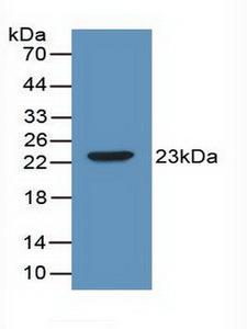 IL2 Antibody - Western Blot; Sample: Recombinant IL2, Mouse.