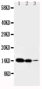 IL2 Antibody - Anti-IL-2 antibody, Western blotting Lane 1: Recombinant Mouse IL-2 Protein 10ng Lane 2: Recombinant Mouse IL-2 Protein 5ng Lane 3: Recombinant Mouse IL-2 Protein 2. 5ng