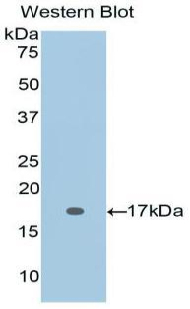IL2 Antibody - Western blot of recombinant IL2.  This image was taken for the unconjugated form of this product. Other forms have not been tested.