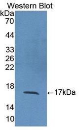 IL2 Antibody - Western blot of IL2 antibody.