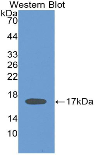 IL2 Antibody - Western blot of recombinant IL2.