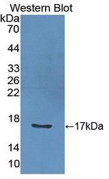 IL2 Antibody - Western blot of IL2 antibody.