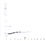 IL2 Antibody - Biotinylated Anti-Human IL-2 Western Blot Reduced
