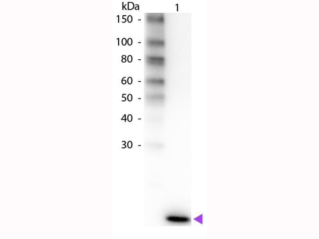 IL2 Antibody - Western Blot of Rabbit anti-Human IL-2 Biotin Conjugated Antibody. Lane 1: Human IL-2. Lane 2: None. Load: 50 ng per lane. Primary antibody: Human IL-2 primary antibody at 1:1,000 overnight at 4°C. Secondary antibody: Peroxidase streptavidin secondary antibody at 1:40,000 for 30 min at RT.