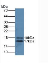 IL2 Antibody - Tested in Western blot with the recombinant protein used as the immunogen.