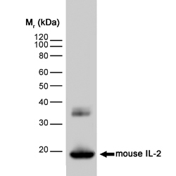IL2 Antibody - Western blot of mouse IL-2 recombinant protein probed with Rat anti-Mouse Interleukin-2 (RAT ANTI MOUSE INTERLEUKIN-2) followed by F(ab;)2 Rabbit anti-Rat IgG:HRP (STAR21B).