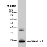 IL2 Antibody - Western blot of mouse IL-2 recombinant protein probed with Rat anti-Mouse Interleukin-2 (RAT ANTI MOUSE INTERLEUKIN-2) followed by F(ab;)2 Rabbit anti-Rat IgG:HRP (STAR21B).