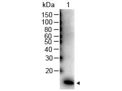 IL2 Antibody - IL-2 Antibody Peroxidase Conjugated Western Blot. Western Blot of Rabbit anti-IL-2 Antibody Peroxidase Conjugated Lane 1: Human IL-2 Recombinant Protein Load: 50 ng per lane Secondary antibody: Peroxidase Conjugated IL-2 Antibody at 1:1000 for 60 min at RT Block: MB-070 for 30 min at RT Predicted/Observed size: 16 kD, 16 kD. This image was taken for the unconjugated form of this product. Other forms have not been tested.
