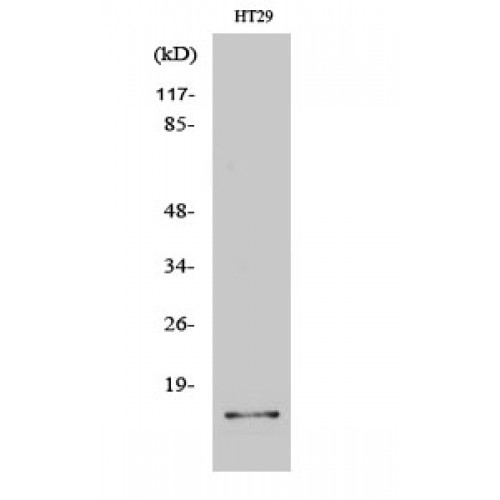 IL2 Antibody - Western blot of IL-2 antibody