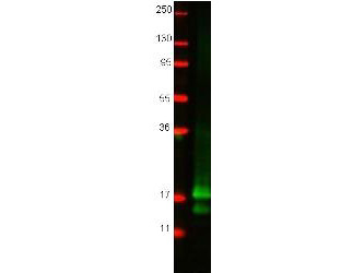 IL2 Antibody - Western blot using the protein-A purified anti-Cat IL-2 antibody shows detection of recombinant Cat IL-2 at 15.4 kDa, raised in yeast. Primary antibody was diluted to 1 µg/ml. 3% BSA from BSA-30 (Bovine Serum Albumin Solution) was used for blocking. Secondary antibody 611-131-122 (Goat anti-Rabbit IgG 800) was used at 1:20,000.