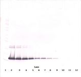 IL2 Antibody - Western Blot (non-reducing) of IL-2 antibody