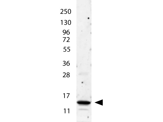 IL2 Antibody - Anti-IL-2 Antibody - Western Blot. anti-Human IL-2 antibody shows detection of a band ~15 kD in size corresponding to recombinant human IL-2. The identity of the faint higher molecular weight band may represent a homodimer. Molecular weight markers are also shown (left). After transfer, the membrane was blocked overnight with 3% BSA in TBS followed by reaction with primary antibody at a 1:1000 dilution. Detection occurred using peroxidase conjugated anti-Rabbit IgG (LS-C60865) secondary antibody diluted 1:40000 in blocking buffer (p/n MB-070) for 30 min at RT followed by reaction with FemtoMax chemiluminescent substrate. Image was captured using VersaDoc MP 4000 imaging system (Bio-Rad).