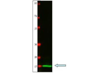 IL2 Antibody - Western blot of protein-A purified anti-Cat IL-2 antibody shows detection of recombinant Cat IL-2 at 15.4 kDa, raised in yeast.. Primary antibody was diluted to 1 g/ml. 3% BSA from BSA-30 (Bovine Serum Albumin Solution) was used for blocking. Secondary antibody 611-131-122 (Goat anti-Rabbit IgG IRDye 800) was used at 1:20000.