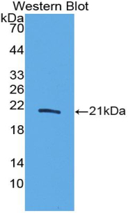 IL20 Antibody - Western blot of recombinant IL20.