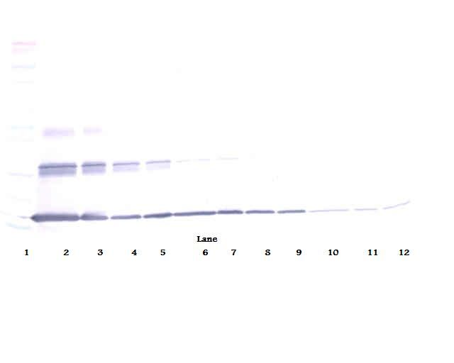 IL20 Antibody - Western Blot (non-reducing) of IL-20 antibody. This image was taken for the unconjugated form of this product. Other forms have not been tested.