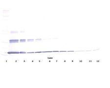 IL20 Antibody - Western Blot (non-reducing) of IL-20 antibody. This image was taken for the unconjugated form of this product. Other forms have not been tested.