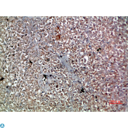 IL20 Antibody - Immunohistochemical analysis of paraffin-embedded human-pancreas, antibody was diluted at 1:200.