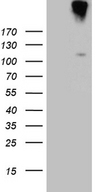 IL20RA Antibody - HEK293T cells were transfected with the pCMV6-ENTRY control. (Left lane) or pCMV6-ENTRY IL20RA. (Right lane) cDNA for 48 hrs and lysed. Equivalent amounts of cell lysates. (5 ug per lane) were separated by SDS-PAGE and immunoblotted with anti-IL20RA. (1:500)