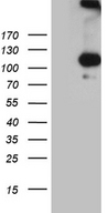 IL20RA Antibody - HEK293T cells were transfected with the pCMV6-ENTRY control. (Left lane) or pCMV6-ENTRY IL20RA. (Right lane) cDNA for 48 hrs and lysed. Equivalent amounts of cell lysates. (5 ug per lane) were separated by SDS-PAGE and immunoblotted with anti-IL20RA. (1:2000)