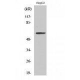 IL20RA Antibody - Western blot of IL-20Ralpha antibody