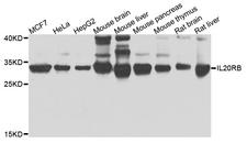 IL20RB Antibody - Western blot analysis of extracts of various cells.