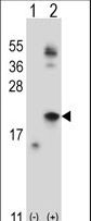 IL21 Antibody - Western blot of IL21 (arrow) using rabbit polyclonal IL21 Antibody. 293 cell lysates (2 ug/lane) either nontransfected (Lane 1) or transiently transfected (Lane 2) with the IL21 gene.