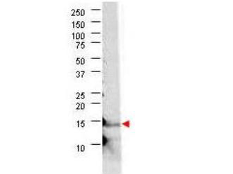 IL21 Antibody - Anti-bovine IL-21 Antibody - Western Blot. Western blot of anti-bovine IL-21 antibody shows detection of recombinant bovine IL-21 at 15.1kD (arrow) raised in yeast. Protein was purified and resolved by SDS-PAGE, transferred to PVDF membrane. Membrane was blocked with 3% BSA (BSA-30, diluted 1:10), and probed with Anti-bovine IL-21. After washing, membrane was probed with Dylight 649 Conjugated Anti-Rabbit IgG (H&L) (Donkey) Antibody (.
