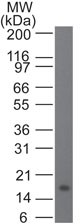 IL21 Antibody - Western Blot: IL21 Antibody (14k5H3) - Analysis of IL-21. Full-length recombinant IL-21 protein probed with 1 ug/ml of IL-21 monoclonal antibody. Goat anti-mouse Ig HRP secondary antibody and PicoTect ECL substrate solution were used for this test.  This image was taken for the unconjugated form of this product. Other forms have not been tested.