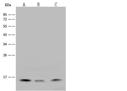 IL21 Antibody - Anti-IL21 rabbit polyclonal antibody at 1:500 dilution. Lane A: HL-60 Whole Cell Lysate. Lane B: Rat spleen tissue lysate. Lane C: Rat brain tissue lysate. Lysates/proteins at 30 ug per lane. Secondary: Goat Anti-Rabbit IgG (H+L)/HRP at 1/10000 dilution. Developed using the ECL technique. Performed under reducing conditions. Predicted band size: 17 kDa. Observed band size: 16 kDa.