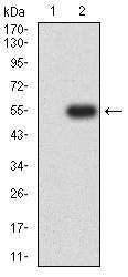 IL21 Receptor Antibody - Western blot analysis using CD360 mAb against HEK293 (1) and CD360 (AA: extra 20-232)-hIgGFc transfected HEK293 (2) cell lysate.